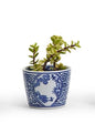 Hand Painted Blue Cachpot